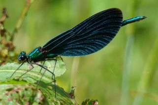 Calopteryx virgo - Blauflügel-Prachtlibelle